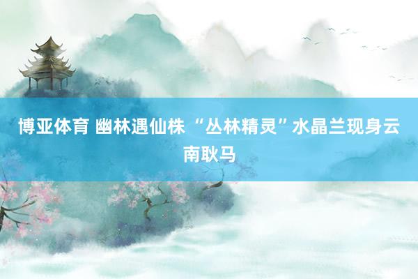 博亚体育 幽林遇仙株 “丛林精灵”水晶兰现身云南耿马